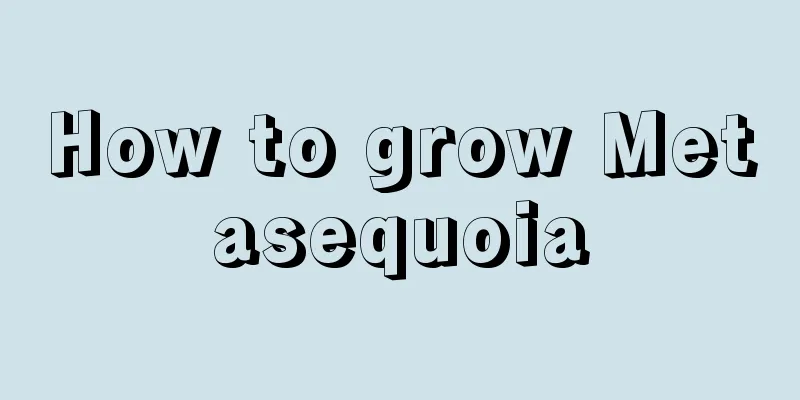 How to grow Metasequoia