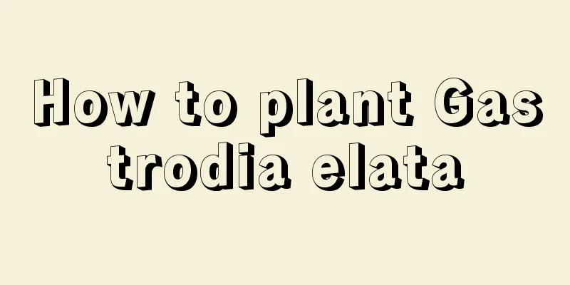 How to plant Gastrodia elata