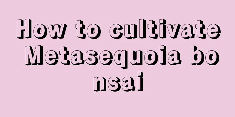 How to cultivate Metasequoia bonsai