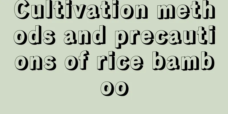 Cultivation methods and precautions of rice bamboo