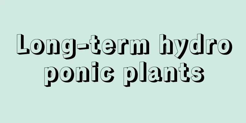 Long-term hydroponic plants