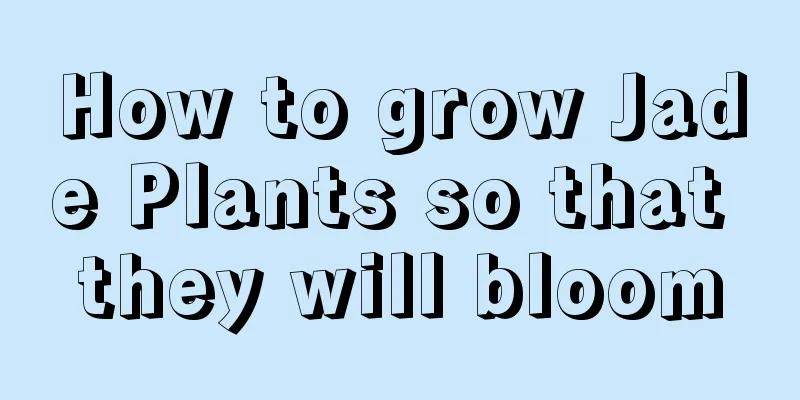 How to grow Jade Plants so that they will bloom