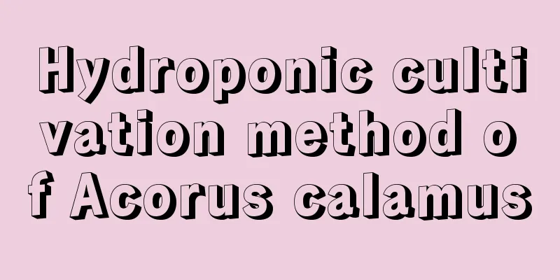 Hydroponic cultivation method of Acorus calamus