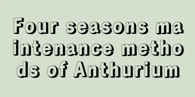 Four seasons maintenance methods of Anthurium