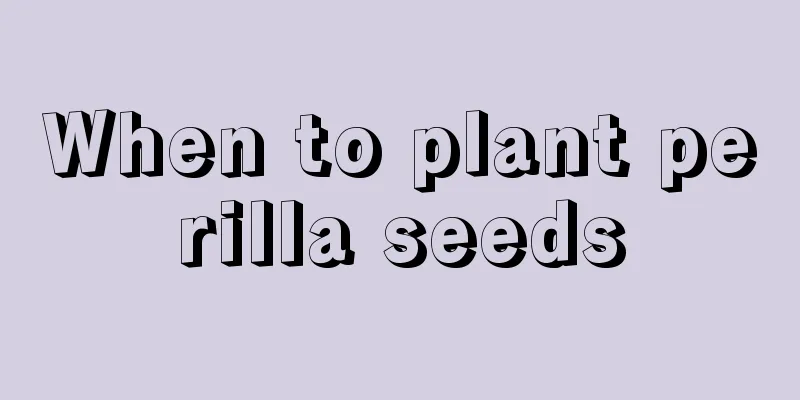 When to plant perilla seeds