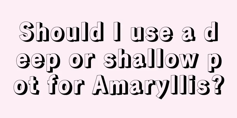 Should I use a deep or shallow pot for Amaryllis?