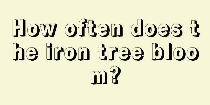 How often does the iron tree bloom?