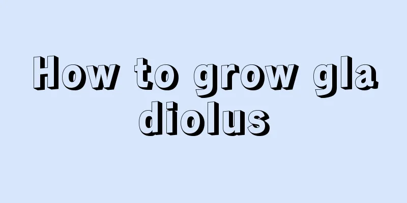 How to grow gladiolus