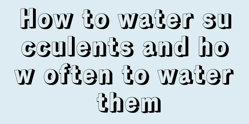 How to water succulents and how often to water them