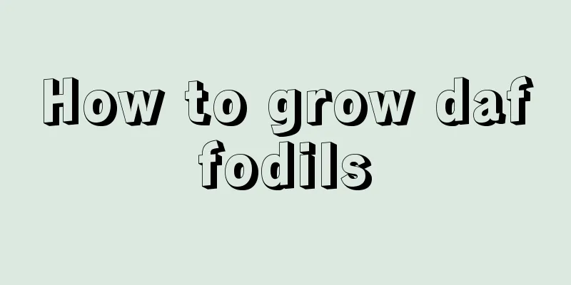 How to grow daffodils