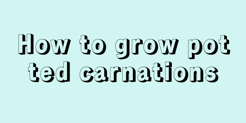 How to grow potted carnations