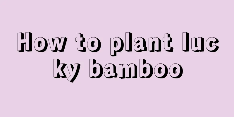 How to plant lucky bamboo