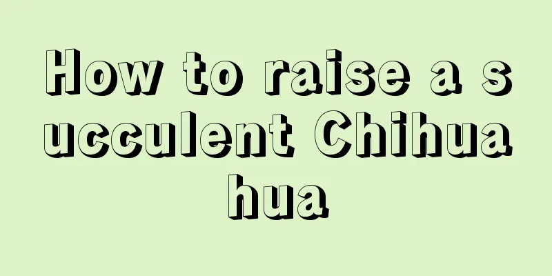 How to raise a succulent Chihuahua