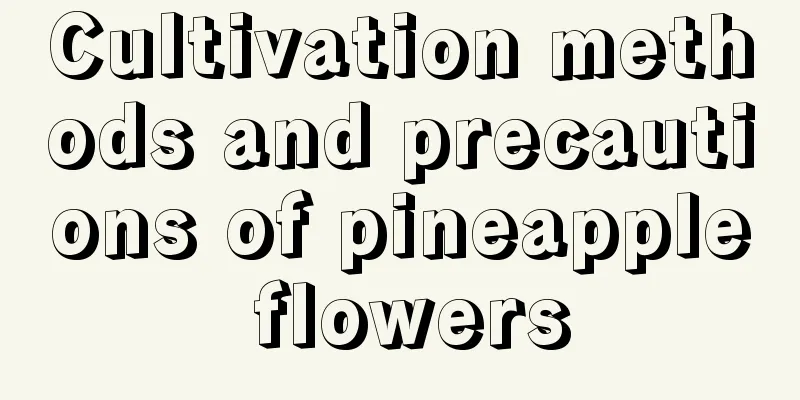 Cultivation methods and precautions of pineapple flowers