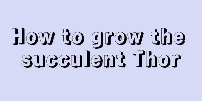 How to grow the succulent Thor