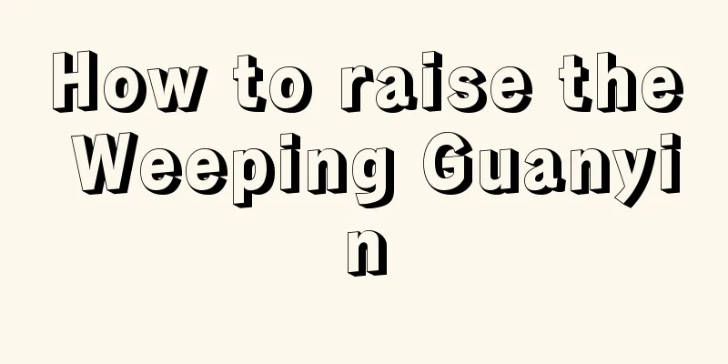 How to raise the Weeping Guanyin