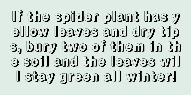 If the spider plant has yellow leaves and dry tips, bury two of them in the soil and the leaves will stay green all winter!