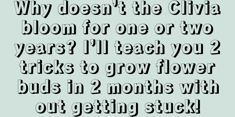 Why doesn’t the Clivia bloom for one or two years? I’ll teach you 2 tricks to grow flower buds in 2 months without getting stuck!