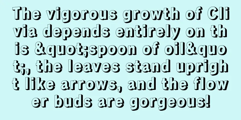 The vigorous growth of Clivia depends entirely on this "spoon of oil", the leaves stand upright like arrows, and the flower buds are gorgeous!