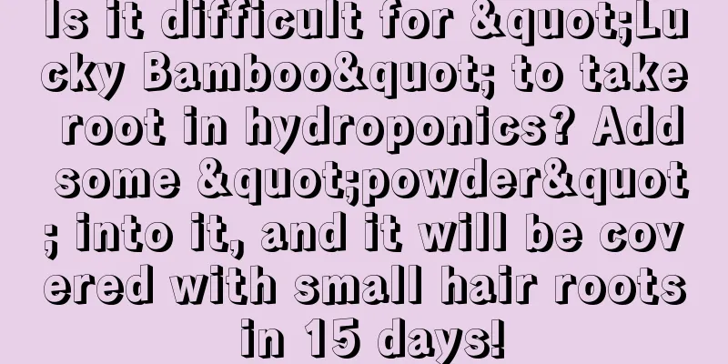 Is it difficult for "Lucky Bamboo" to take root in hydroponics? Add some "powder" into it, and it will be covered with small hair roots in 15 days!