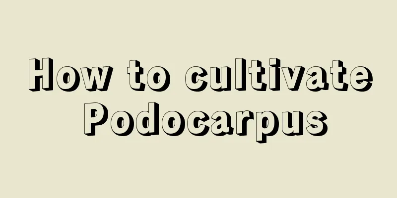 How to cultivate Podocarpus