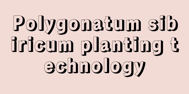 Polygonatum sibiricum planting technology