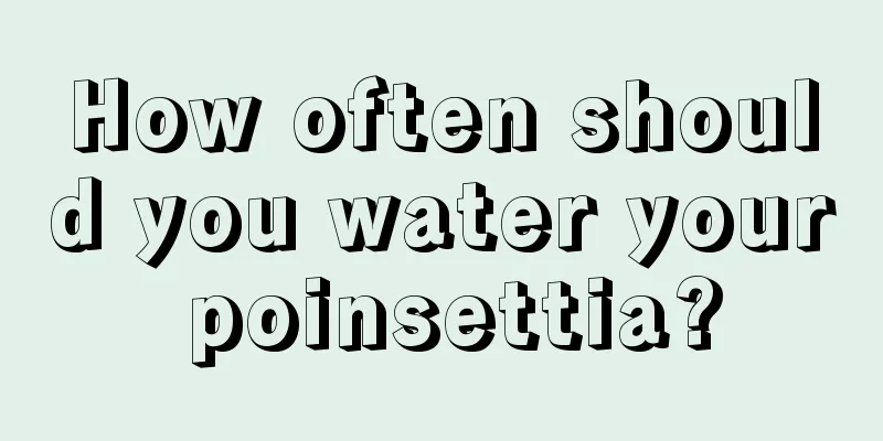 How often should you water your poinsettia?