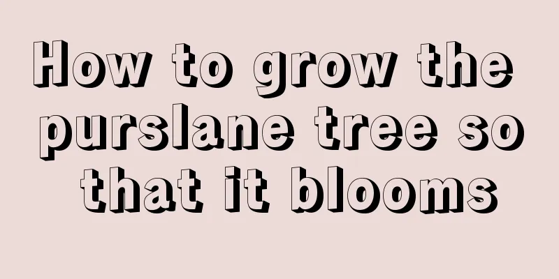 How to grow the purslane tree so that it blooms