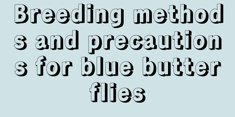 Breeding methods and precautions for blue butterflies