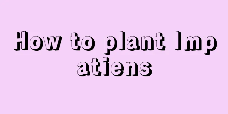 How to plant Impatiens