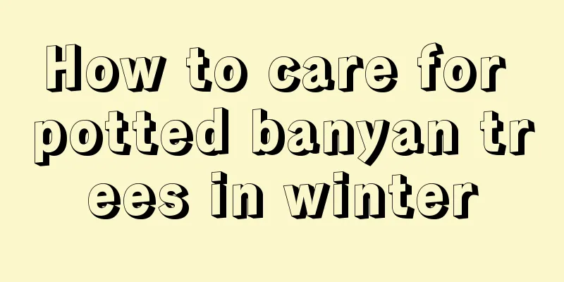 How to care for potted banyan trees in winter