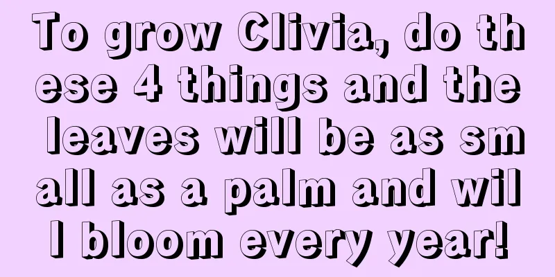 To grow Clivia, do these 4 things and the leaves will be as small as a palm and will bloom every year!