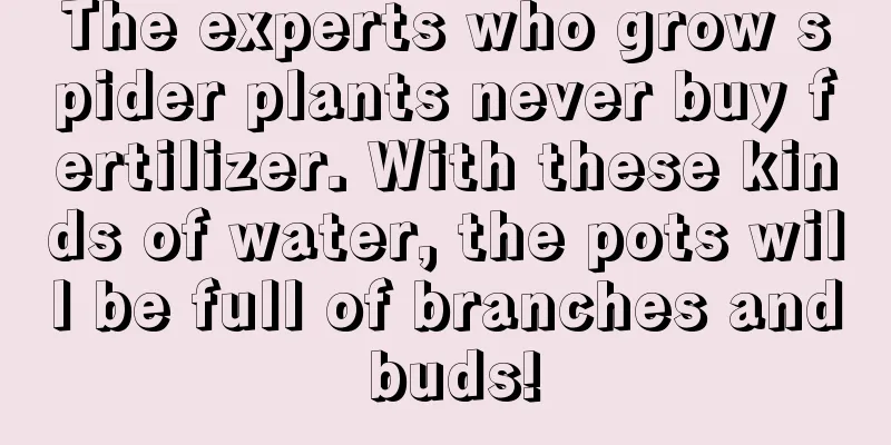 The experts who grow spider plants never buy fertilizer. With these kinds of water, the pots will be full of branches and buds!