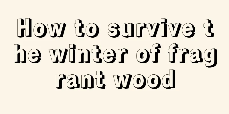 How to survive the winter of fragrant wood