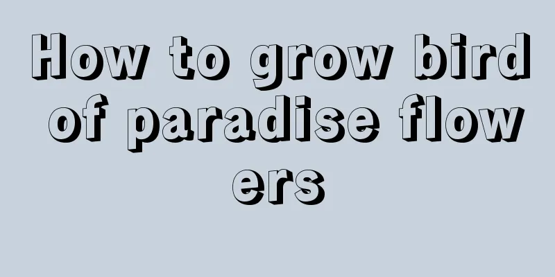 How to grow bird of paradise flowers