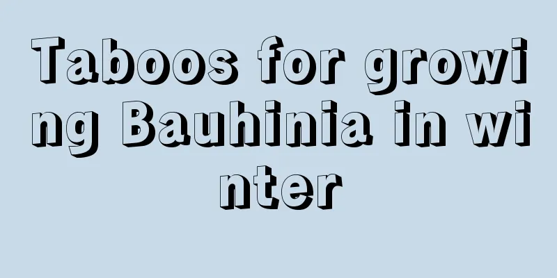 Taboos for growing Bauhinia in winter