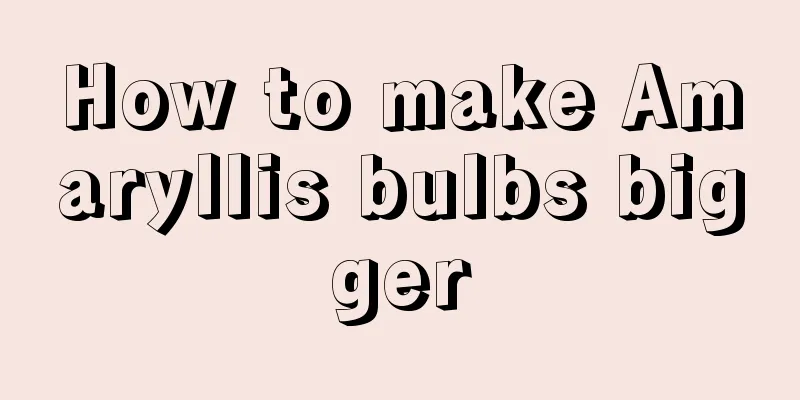 How to make Amaryllis bulbs bigger