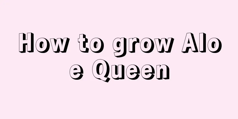 How to grow Aloe Queen