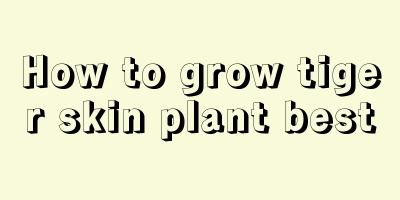 How to grow tiger skin plant best