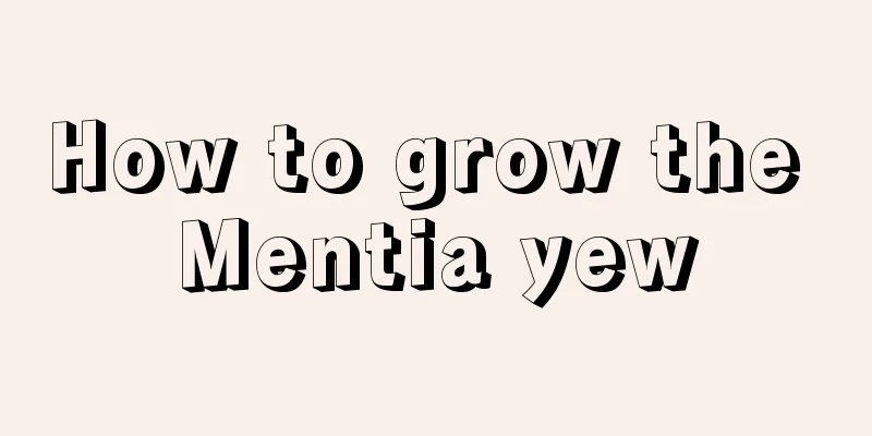 How to grow the Mentia yew