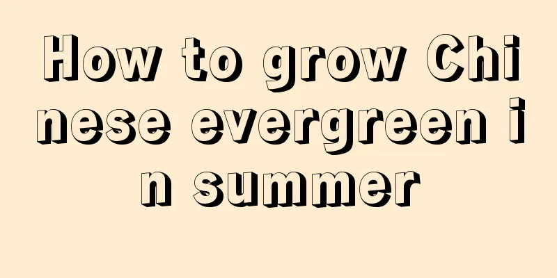 How to grow Chinese evergreen in summer