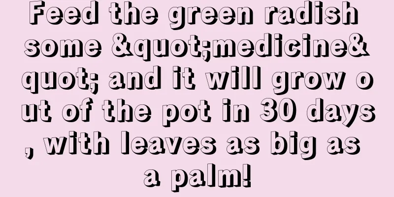 Feed the green radish some "medicine" and it will grow out of the pot in 30 days, with leaves as big as a palm!