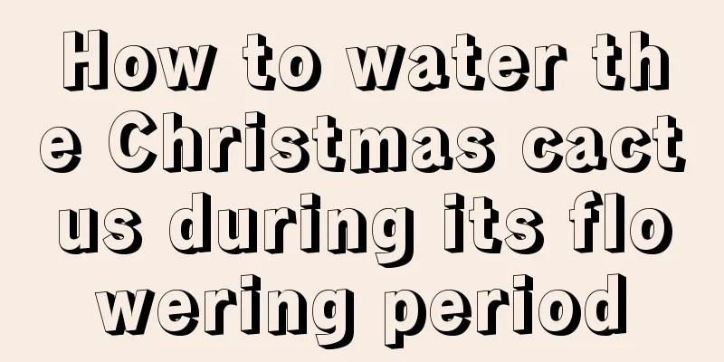 How to water the Christmas cactus during its flowering period