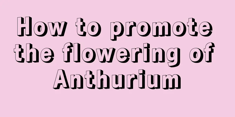 How to promote the flowering of Anthurium