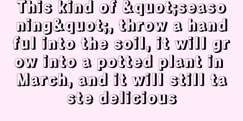 This kind of "seasoning", throw a handful into the soil, it will grow into a potted plant in March, and it will still taste delicious