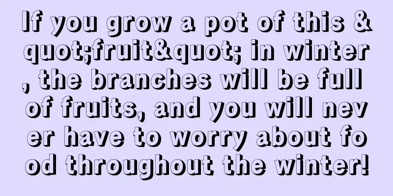 If you grow a pot of this "fruit" in winter, the branches will be full of fruits, and you will never have to worry about food throughout the winter!