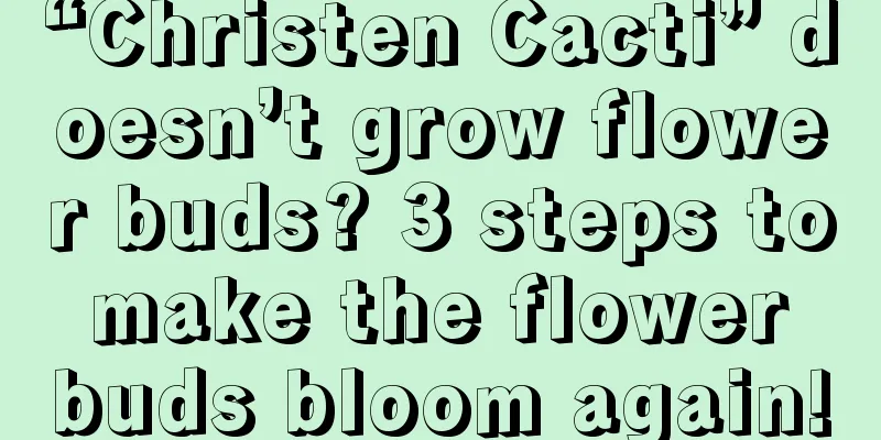 “Christen Cacti” doesn’t grow flower buds? 3 steps to make the flower buds bloom again!