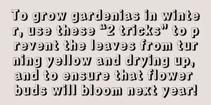 To grow gardenias in winter, use these “2 tricks” to prevent the leaves from turning yellow and drying up, and to ensure that flower buds will bloom next year!