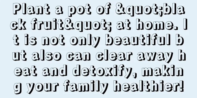 Plant a pot of "black fruit" at home. It is not only beautiful but also can clear away heat and detoxify, making your family healthier!