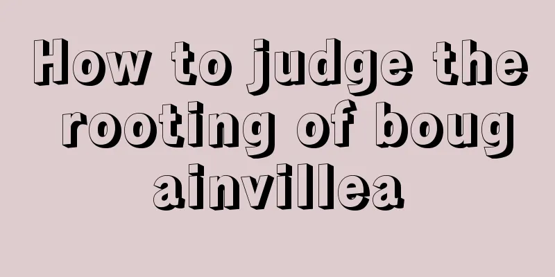 How to judge the rooting of bougainvillea